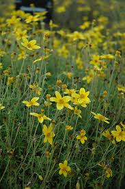 Image result for Bidens baumii