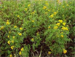 This plant is also known as curled dock, narrow dock and curly leaf dock. Common Tansy Identification And Management Techline Invasive Plant News