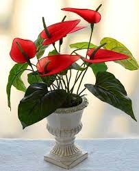 Shop small indoor plants & more. Pin On Athorium Palnt