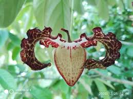 Image result for Monodora junodii