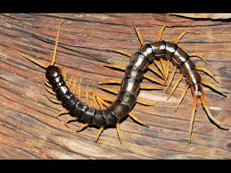 Swimming Centipede Scolopendra Cataracta Location Laos Thailand And Vietnam This New Centipede Is Black Has 20 Especies De Serpientes Insectos Especies