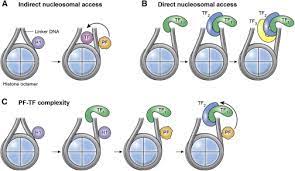 No warranties, expressed or implied, are provided for the data herein, its use, or its interpretation. Shaping Gene Expression By Landscaping Chromatin Architecture Lessons From A Master Sciencedirect