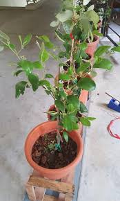 Bidara atau widara (ziziphus mauritiana) adalah sejenis pohon kecil penghasil buah yang tumbuh di daerah kering. Daun Bidara Gardening Pots Planters On Carousell