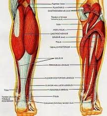 admin anatomy system human body anatomy diagram and