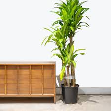 Image result for Dracaena fragrans