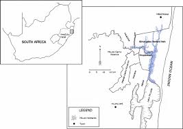 Image result for Krauseola mosambicina