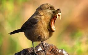 Hybrid Animals Artist Creates New Species Using Photoshop Photoshopped Animals Animal Mashups Weird Animals