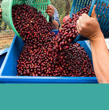 Erick + German de La Roca Garavito