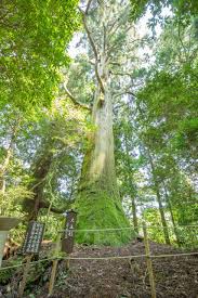 公式】ふくおか応援サイト | 観光情報 | 行者杉