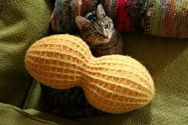 One of the biggest concerns of cats eating string is a condition veterinarians refer to as linear foreign body. Can Cats Eat Peanuts Here S The Full Answer