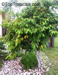 Fast forward and here we are with some amazing sweet crispy varieties. Averrhoa Carambola Carambola Starfruit Five Finger Balimbing Toptropicals Com