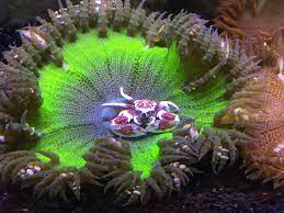 Rock Flower Anemone A Porcelain Crab