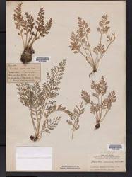 Image result for Asplenium theciferum