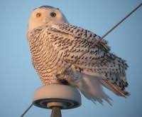 Hotspot Of The Month Buena Vista Grasslands Wisconsin Ebird