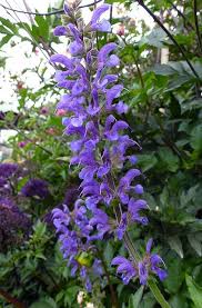 Salvia Transsylvanica Drought Tolerant Garden Salvia Herbaceous Perennials