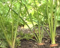 Oct 14, 2020 · how do you know that the carrot is right to be a harvest? Harvest Indicators Junior Master Gardener