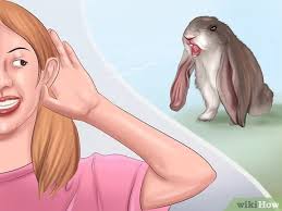 Rabbits are intelligent, social animals that make good pets. How To Bond With Your Rabbit 14 Steps With Pictures Wikihow Pet