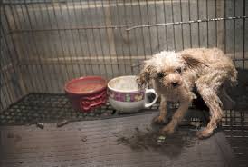 Dog food cat food puppy food dry dog food ancient grains dry dog food freeze dried raw dog food rustic stew wet dog food. Becoming A Dog What Happens After The Puppy Mill Rolling Stone
