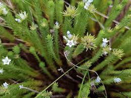 Image result for Cienfuegosia digitata