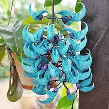 Image result for Strongylodon macrobotrys