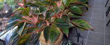 Red siam chinese evergreen is a top ten contender for its ability to remove toxins from the air around it, keeping your air cleaner! Aglaonema Chinese Evergreen Philippine Evergreen Aglaonema Commutatum Siam Aurora Red Aglaonema