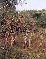 Image result for Hymenocardia