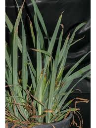 Image result for Carex conferta