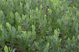 Image result for Crotalaria sphaerocarpa