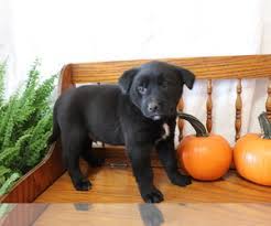A lab mix can end up with a coat similar to one of their parents or a coat that is truly a mix of both. View Ad Akita Labrador Retriever Mix Puppy For Sale Near Ohio Shiloh Usa Adn 229509
