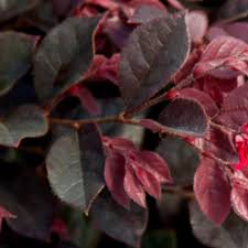 Image result for Erlangea remifolia