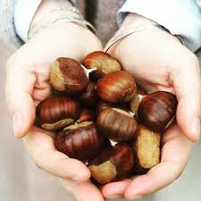 Qui Veut Des Chataignes Savez Vous Que Les Chataignes Comestibles Un Fruit Par Bogue Sont Appelees Marrons En Effet Cette Espece Develop Food