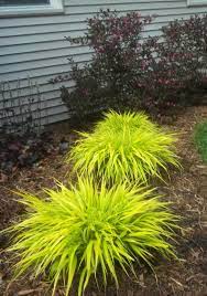 Golden Japanese Forest Grass Aka Hak M All Gold Live Plant Fit 1gal Pot Plants Seedl Small Front Yard Landscaping Front Yard Landscaping Outdoor Gardens