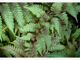 Graser Und Farne Dezentes Spiel Mit Form Und Farbe Coole Pflanzen Pflanzen Farn