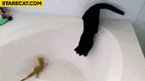 Inspired by @isacatinthesink // feel free to send pics of your animals in the bath Cat In A Bathtub Fail Animation Starecat Com