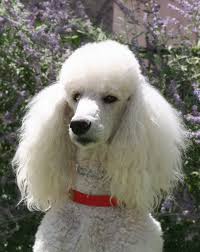 I Really Want A Jumbo Poodle Poodle Standard Poodle Poodle Dog