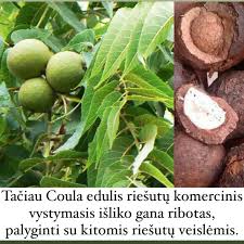 Image result for Coula edulis