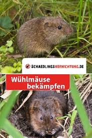 Mit der sogenannten verwühlprobe lässt sich aber herausfinden, welches tier darin aktiv ist. Wuhlmause Im Garten Bekampfen Wie Kann Man Sie Erkennen Und Wie Vertreiben Wuhlmaus Vertreiben Schadlinge Im Garten Krautergarten Palette
