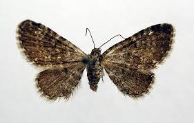 Image result for Eupithecia conterminata