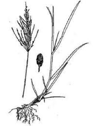 Image result for Panicum coloratum