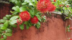 Image result for Combretum padoides