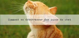 We did not find results for: Puce De Chat Notre Guide Pour S En Debarrasser