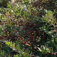 Image result for Myrsine africana