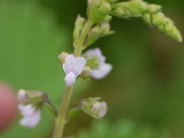 Image result for Equilabium parvum