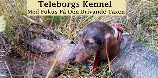 If carl the soderbeast soderberg keeps tearing it up he'll have oatmeal sponsors knocking on his door in no. Kennelsponsorer Drev Sm Ovre Norrlands Taxklubb