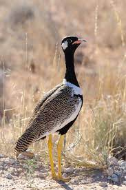 Pin On Birds Of The World Bustards Mesites Seriemas Kagu Flufftails Finfoots