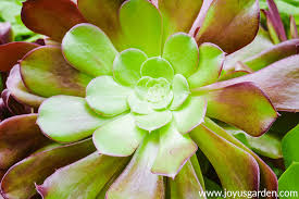 The christmas cactus is a colorful alternative to traditional holiday plants like poinsettias, and makes a beautiful addition to your holiday decor scheme. Aeonium Arboreum Care Made Simple Joy Us Garden