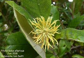 Image result for Trichocladus ellipticus