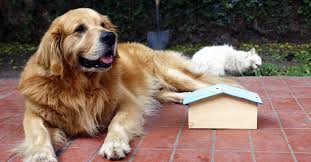 We did not find results for: Golden Retriever Rescues In Colorado Adopt A Golden Retriever Near You Golden Hearts