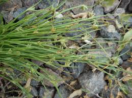 Image result for Pycreus chrysanthus