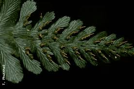 Image result for Trichomanes crispiforme